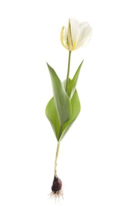 anatomy-of-plants-3798